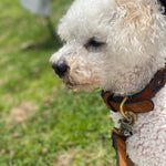 A pensive white curly-haired dog with a brown buffalo leather Georgie Paws Polo Collar - Sands gazes into the distance, with sunlit grass softly blurred in the background.