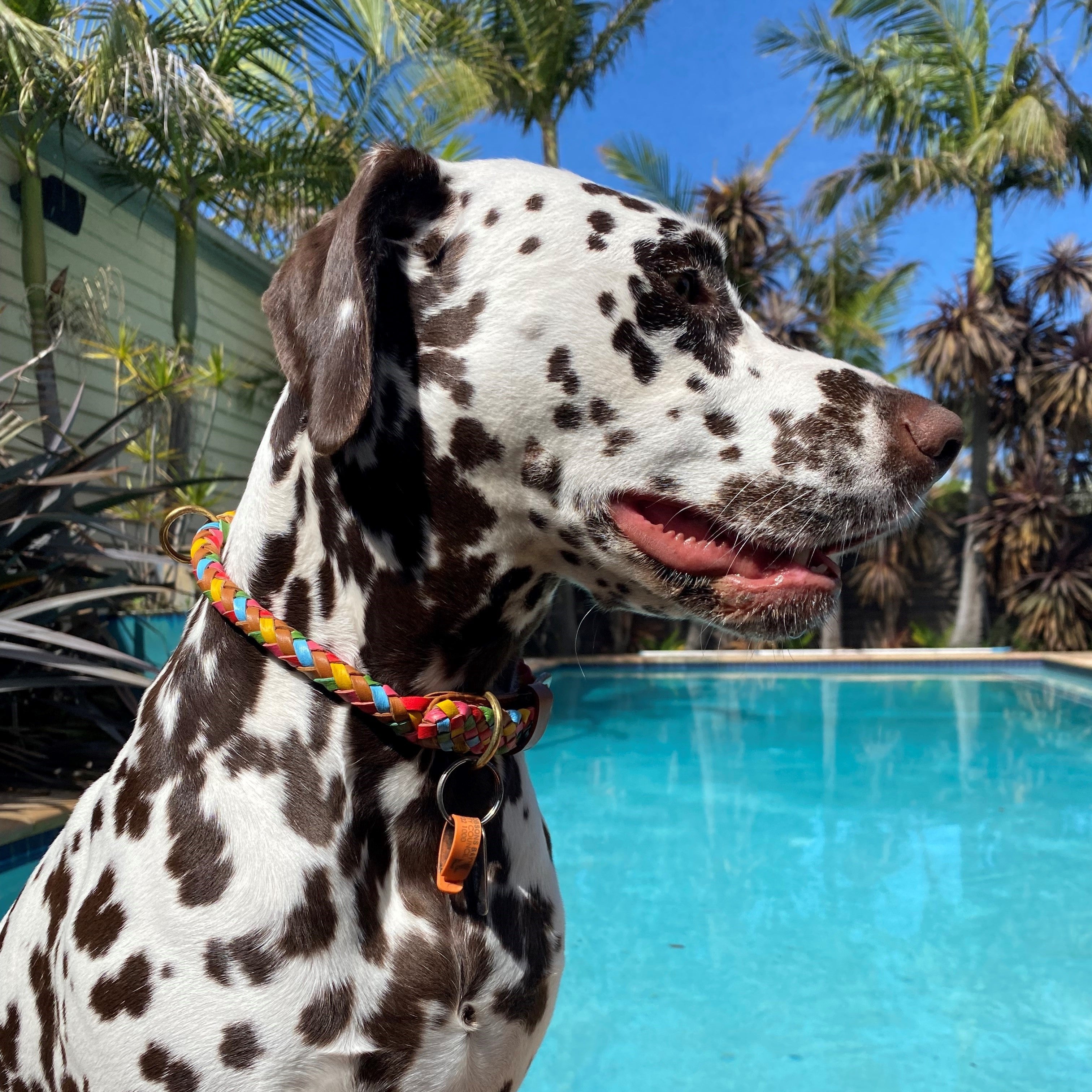 A Dalmatian sporting the Georgie Paws' Tonto Collar in Lollypop, showcasing intricate handmade details with antique brass hardware, sits by the edge of a turquoise swimming pool. The dog's mouth is open, gazing to the side. Green palm trees and a clear blue sky in the background create a tropical ambiance.