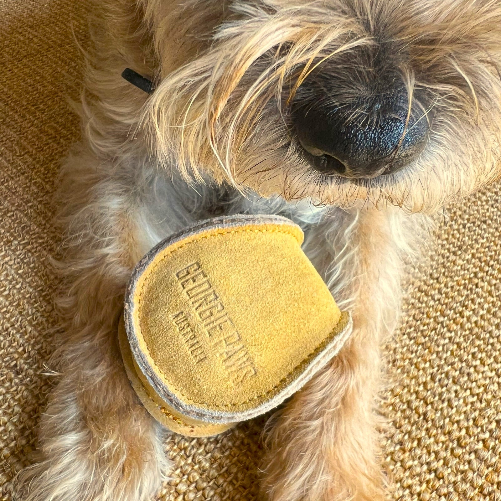 A scruffy, light brown dog relaxes on a woven rug, gripping the Georgie Paws Ball - Gold with its paws. Only its snout, paws, and part of its face are visible as it enjoys this eco-friendly toy.