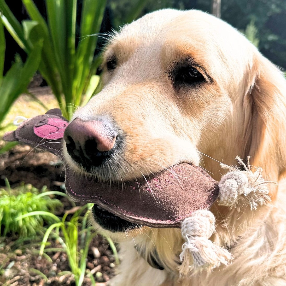 A golden retriever holds the Georgie Paws Baz the Bear Dog Toy (brown) with white rope ends in its mouth outdoors, surrounded by green plants and a blurred natural background. The dog appears calm and focused.