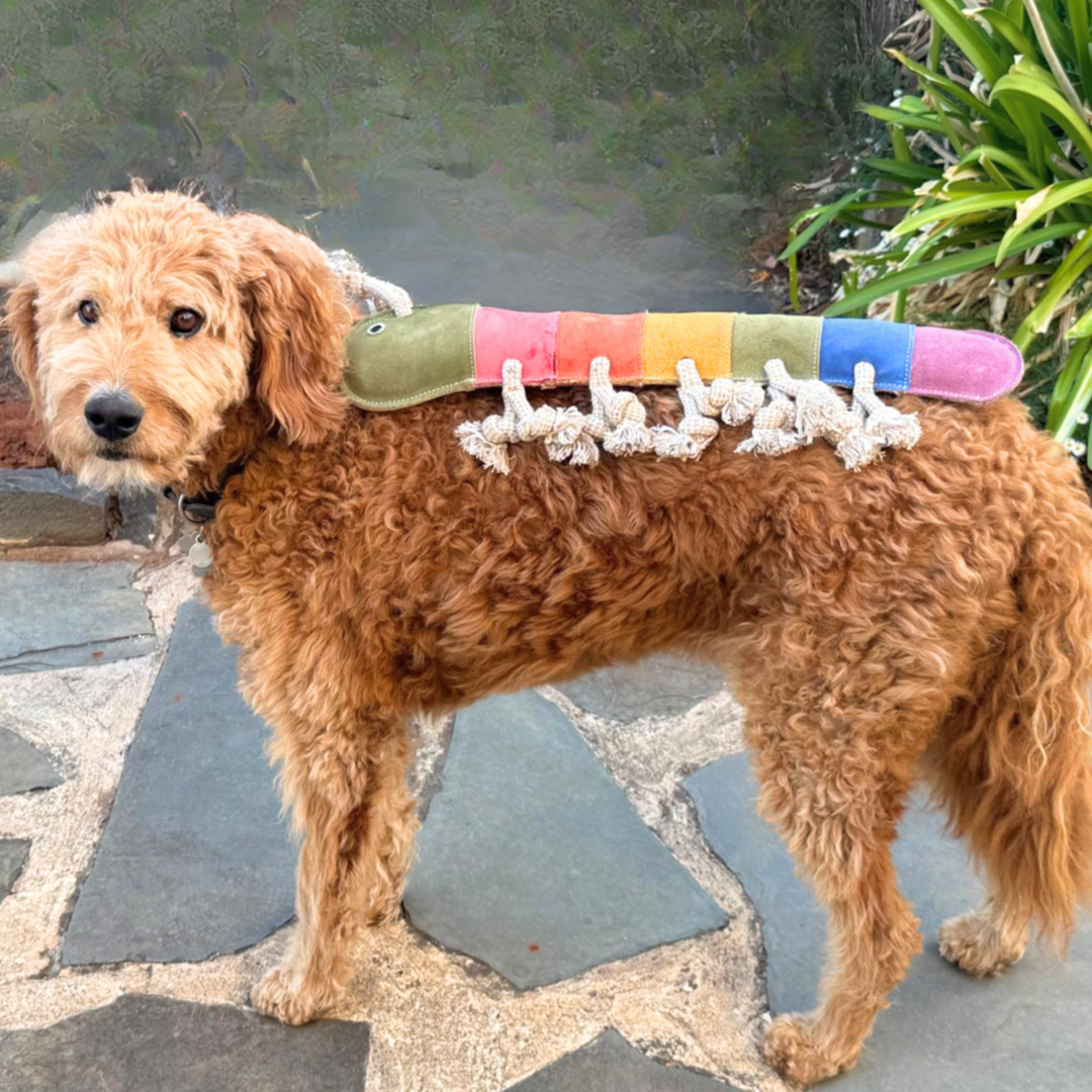 A curly-haired brown dog stands on stone pavers outdoors with Georgie Paws' Giant Rainbow Gerti for Giant Dogs—a colorful, eco-friendly caterpillar toy—resting on its back. Lush green plants brighten the background.