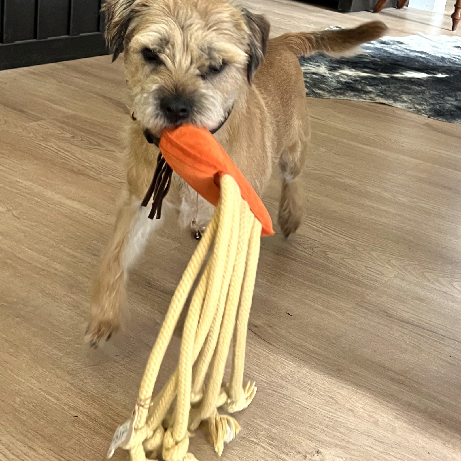 An earlier photo of Joe Jellyfish Dog Toy - Ochre by Georgie Paws (previously listed as Orange), an orange plush jellyfish toy with rope tentacles.