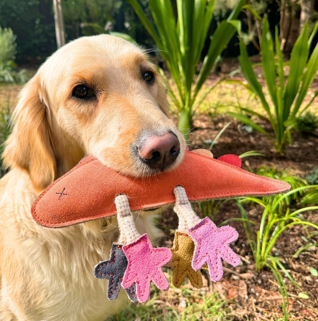 A golden retriever stands outside holding Georgie Paws’ Larry the Rainbow Lizard Dog Toy—an eco-friendly plush—with lush green plants and soil in the background.