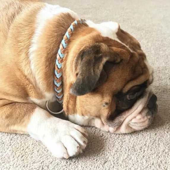 A placid English bulldog lounges on a carpet, wearing a stylish buffalo leather Georgie Paws Tonto Collar Blue, showcasing its distinctive wrinkled face and lovable, soulful eyes.
