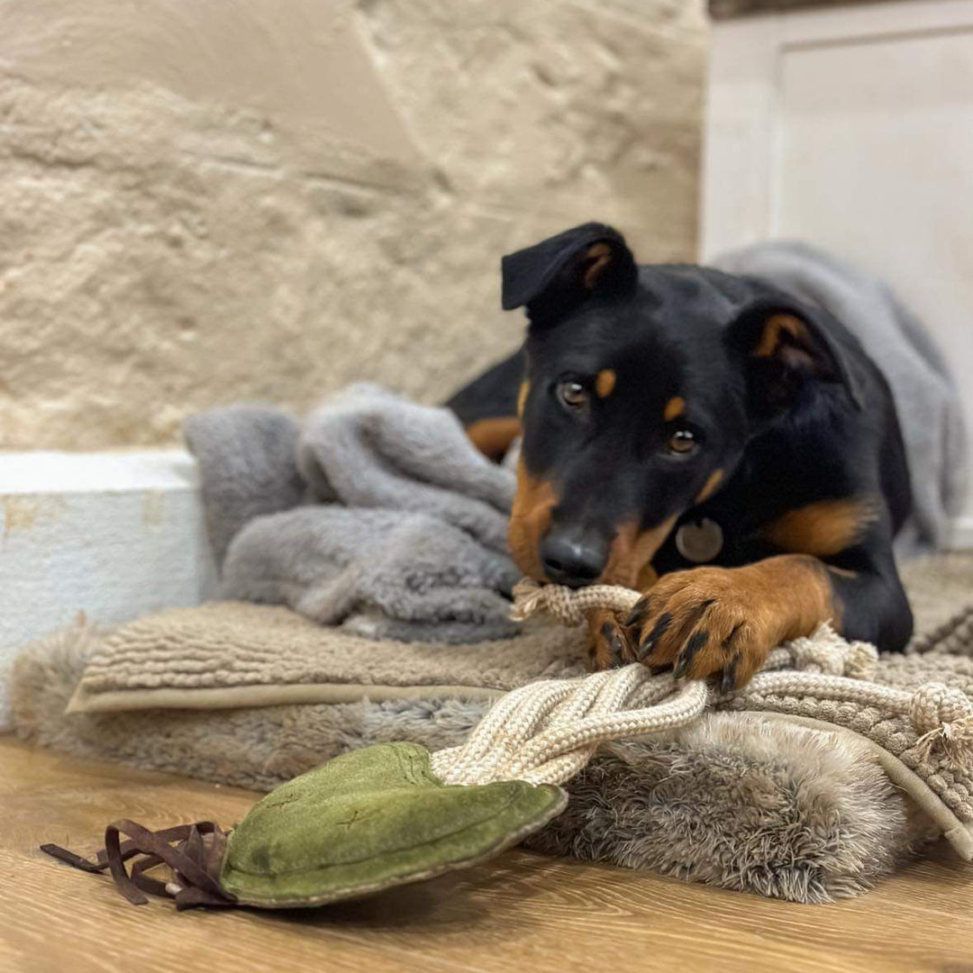 A black and tan dog lounges on soft blankets indoors, chewing the Georgie Paws Joe Jellyfish Dog Toy - grass, atop a wooden floor and against beige walls. Its ears are perked as it gazes calmly at the camera.
