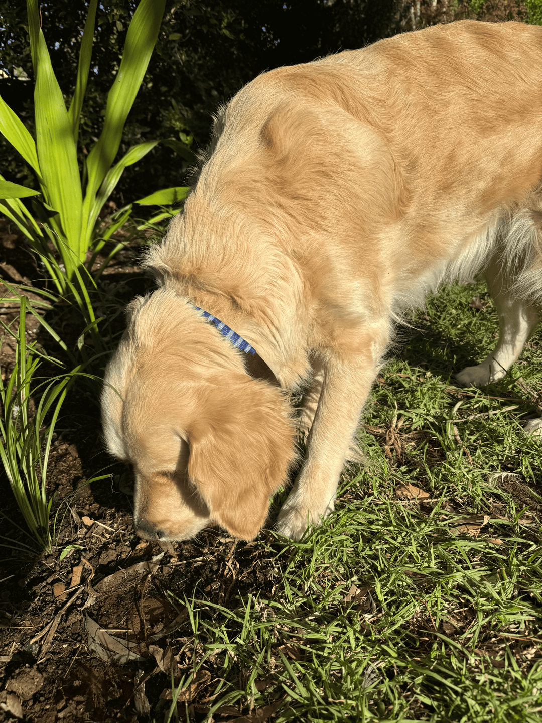 A golden retriever wearing the Georgie Paws Polo Collar - Bluey sniffs near lush green plants in a sunlit garden, its light golden fur glowing as dappled sunlight and shadows highlight the dog and vibrant vegetation.
