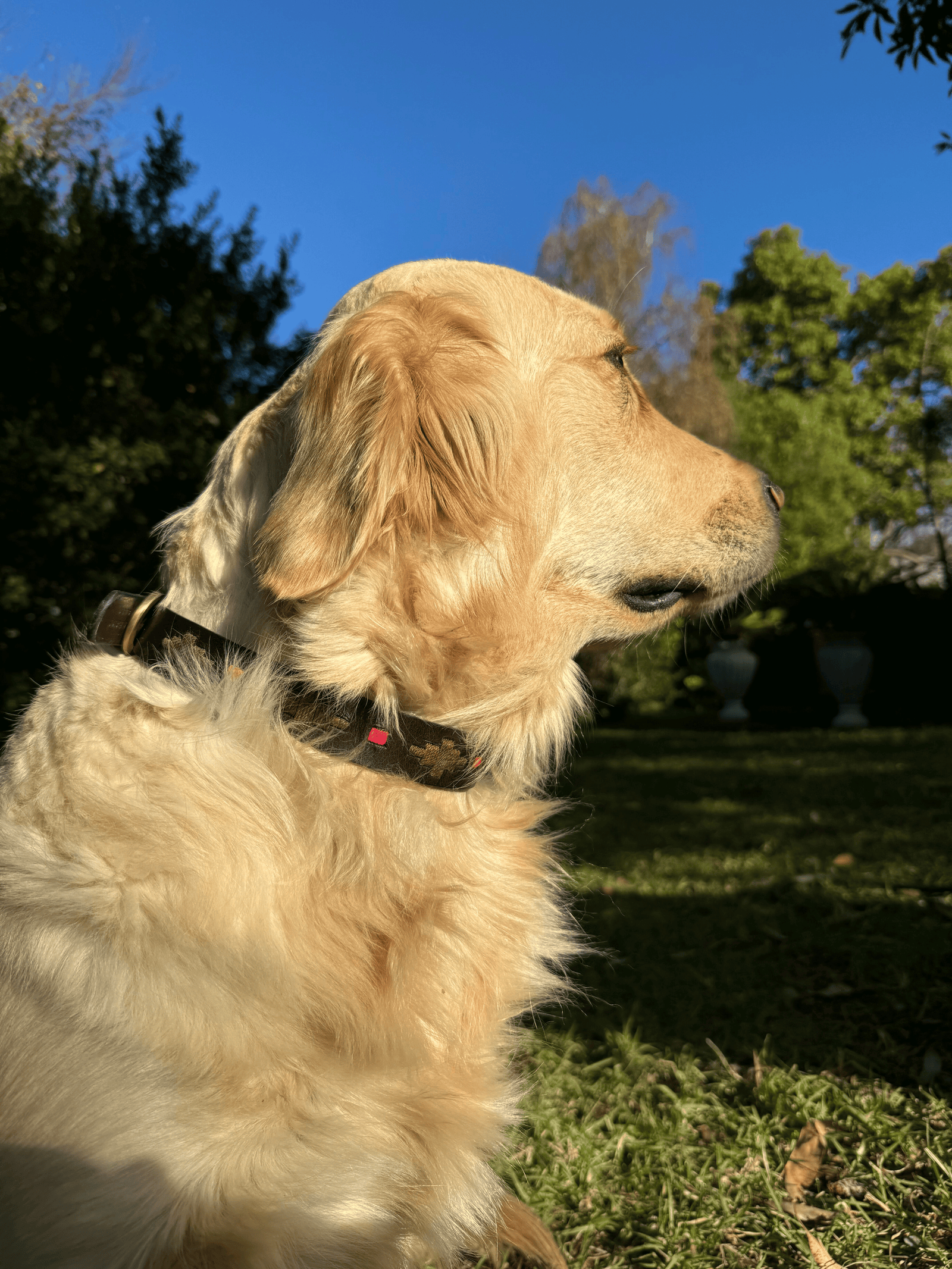 A golden retriever sits on green grass in a sunny garden, wearing the Georgie Paws Polo Collar - Mage with brass hardware. Its fur glows in the sunlight, with trees and a bright blue sky in the background.