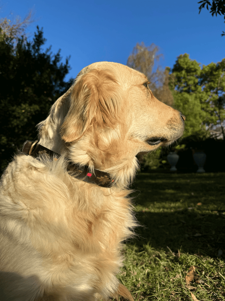 A golden retriever sits on green grass in a sunny garden, wearing the Georgie Paws Polo Collar - Mage with brass hardware. Its fur glows in the sunlight, with trees and a bright blue sky in the background.