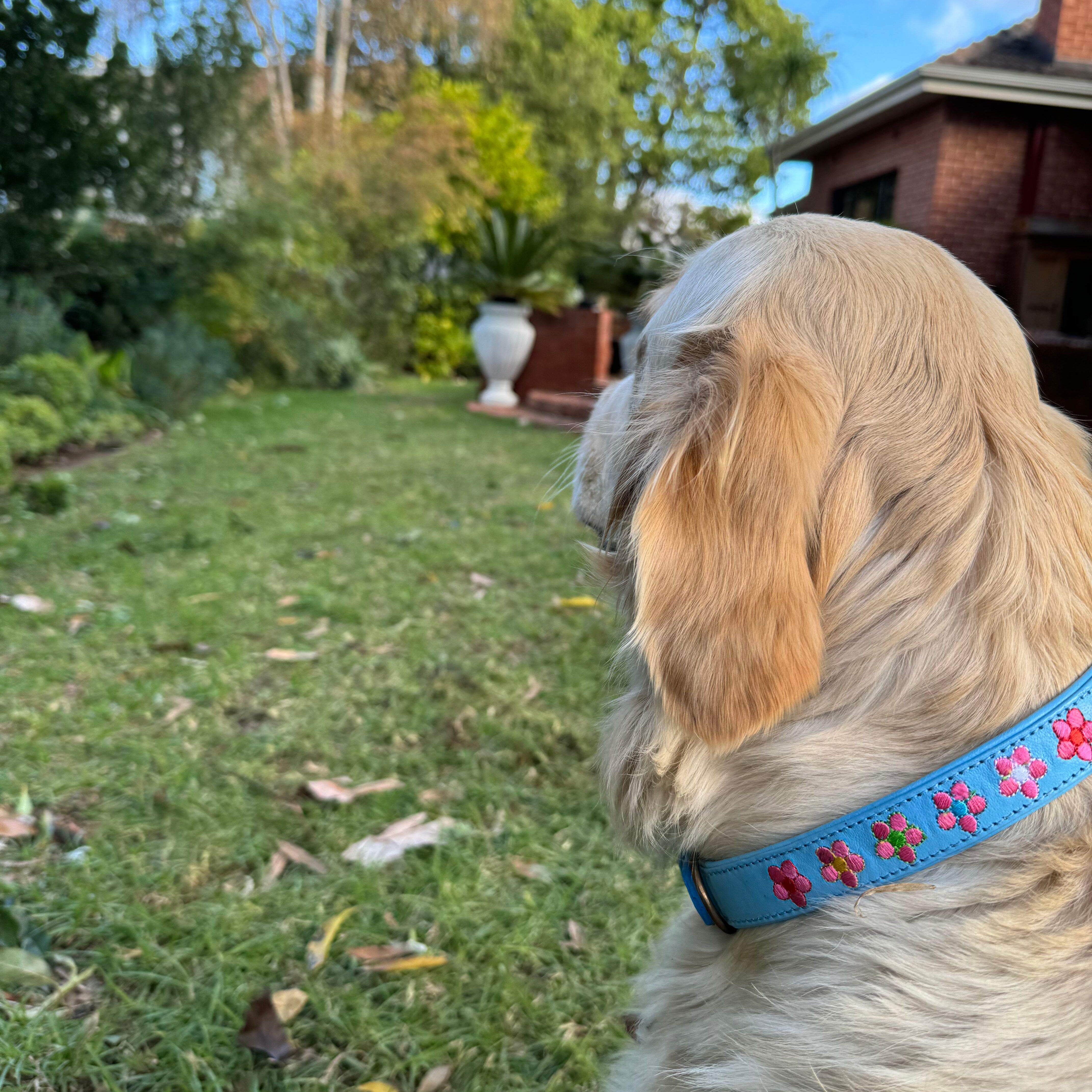 A golden retriever, wearing a Georgie Paws Botanic Orchid Collar, sits on grassy lawn. The dog gazes at a brick house with a large white planter in the garden. Trees and bushes surround the area, under a partly cloudy sky.