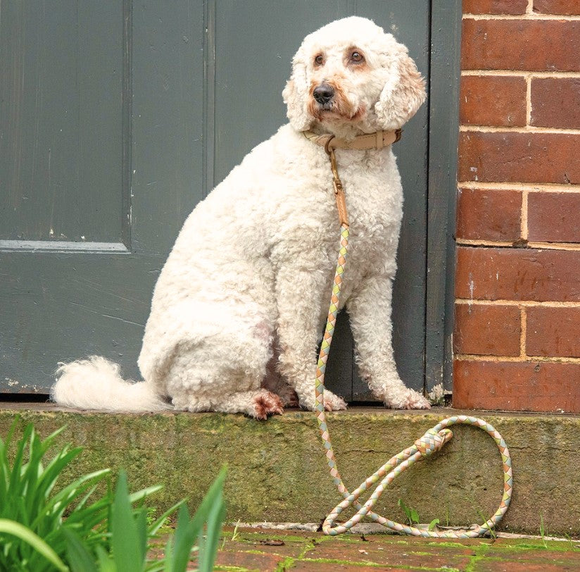 A curly-haired white dog with light brown markings sits by a gray door, wearing a beige collar and the Georgie Paws Racer Lead - Wilbur. The colorful artisan rope lead rests on the stone step, with green plants in the foreground.