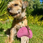 A small tan dog with a collar sits on green grass, holding an eco-friendly Georgie Paws Joe Jellyfish toy. The purple jellyfish has cotton rope tentacles. Sunlight filters through lush greenery under a clear blue sky.