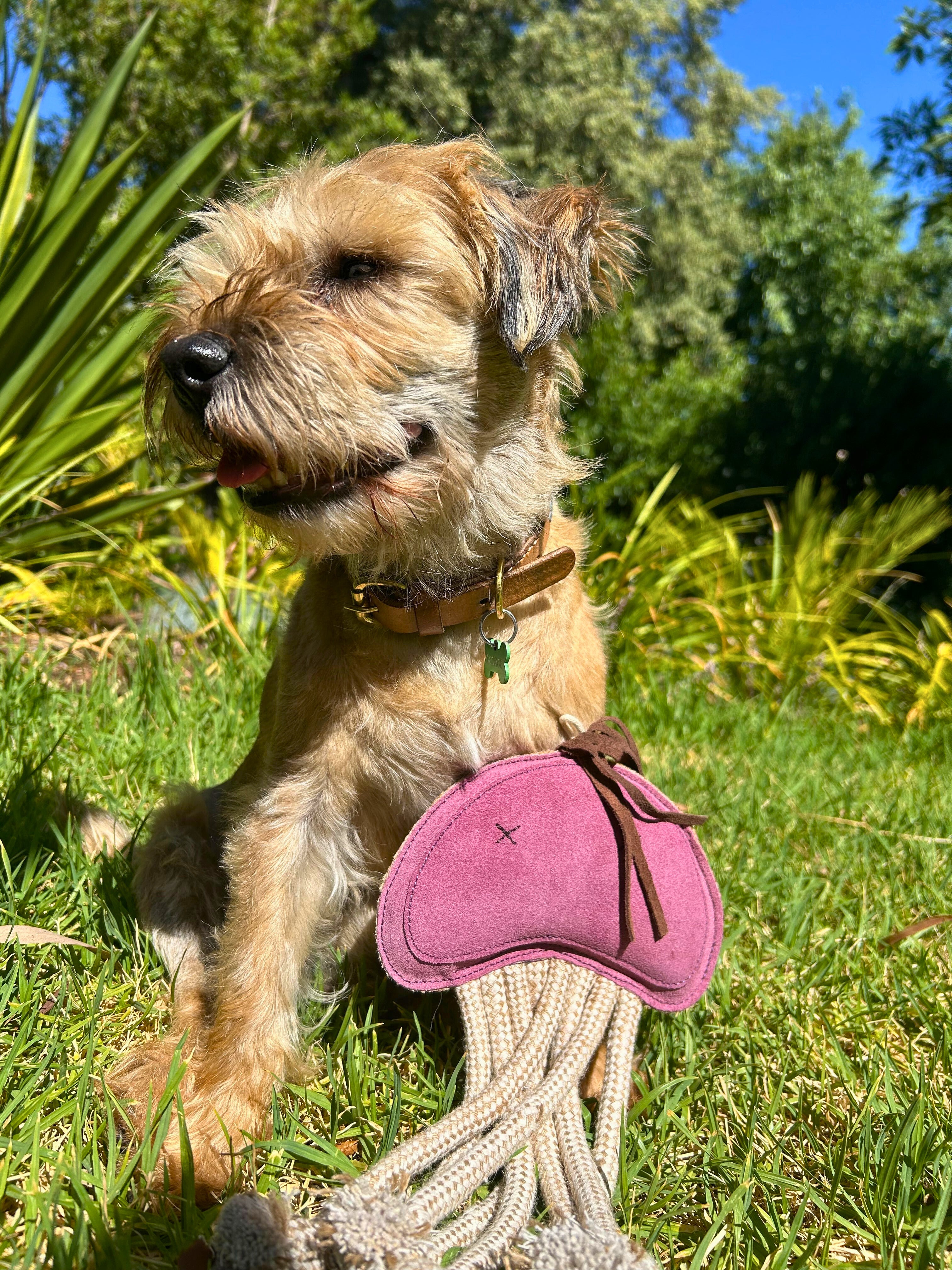 A small tan dog with a collar sits on green grass, holding an eco-friendly Georgie Paws Joe Jellyfish toy. The purple jellyfish has cotton rope tentacles. Sunlight filters through lush greenery under a clear blue sky.