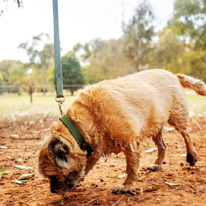 A small, scruffy brown dog sniffs the ground outdoors on a sunny day, wearing the green, water-resistant Georgie Paws Bald Lead Chive leash. Blurred trees and grass in the background suggest a park setting as the curious dog explores.