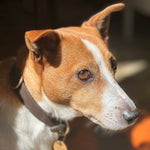 A brown and white dog with a smooth coat gazes intently to the right, wearing the Georgie Paws Bald Collar - Chicory. Crafted from buffalo leather with antique brass hardware, its perky ears and black nose glow in the sun, while a softly blurred background enhances its sharp profile.