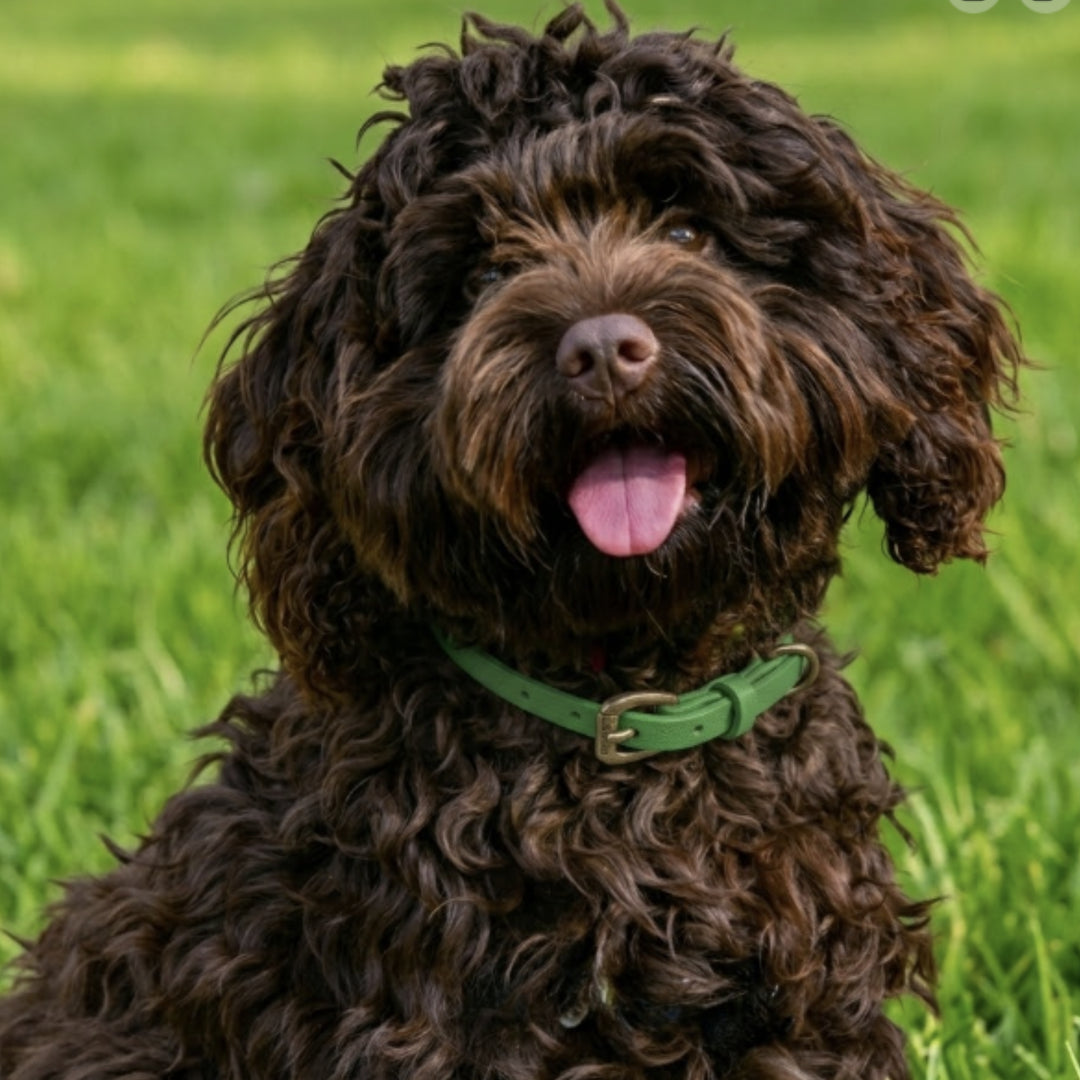 A curly-haired brown dog sits on lush grass wearing the Georgie Paws Green Dog Collar with antique brass hardware, looking happy and playful with its mouth open and tongue out.