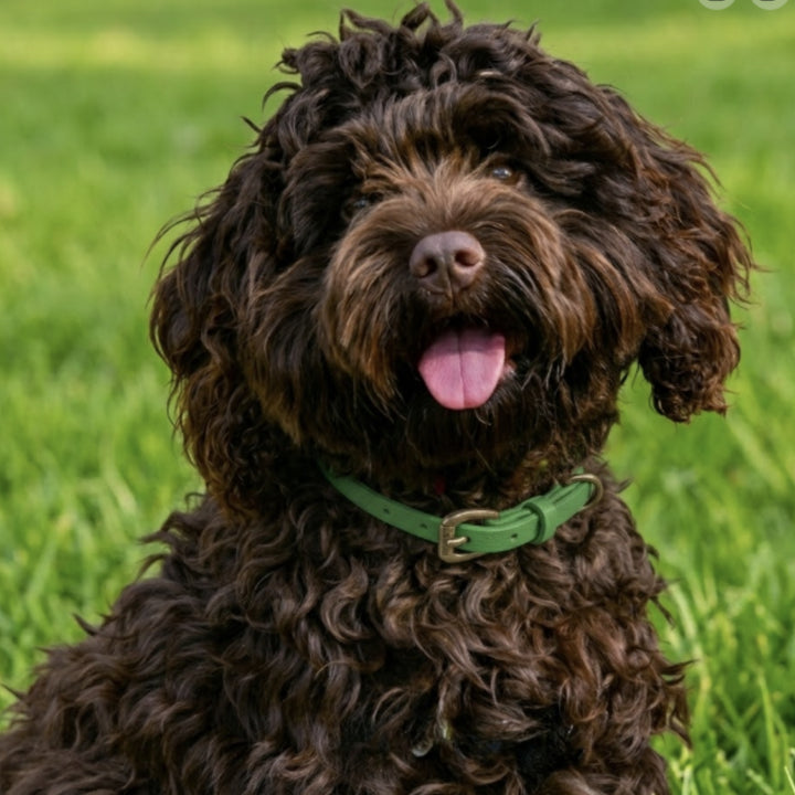 A curly-haired brown dog sits on lush grass wearing the Georgie Paws Green Dog Collar with antique brass hardware, looking happy and playful with its mouth open and tongue out.