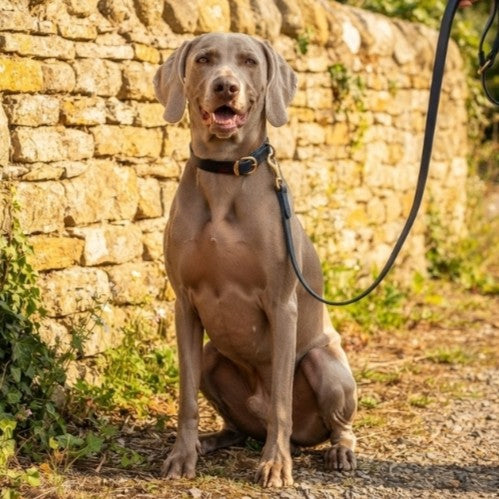 Georgie Paws Bald Dog Collar and Lead in Navy, plain buffalo leather with brass hardware