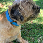 A small, scruffy dog with light brown fur and a black patch on its ear is sitting on the grass. The dog is wearing a bright blue Georgie Paws Bald Collar Blue featuring antique brass hardware and is looking to the right, with part of a tree visible in the background. Sunlight suggests a pleasant, sunny day.