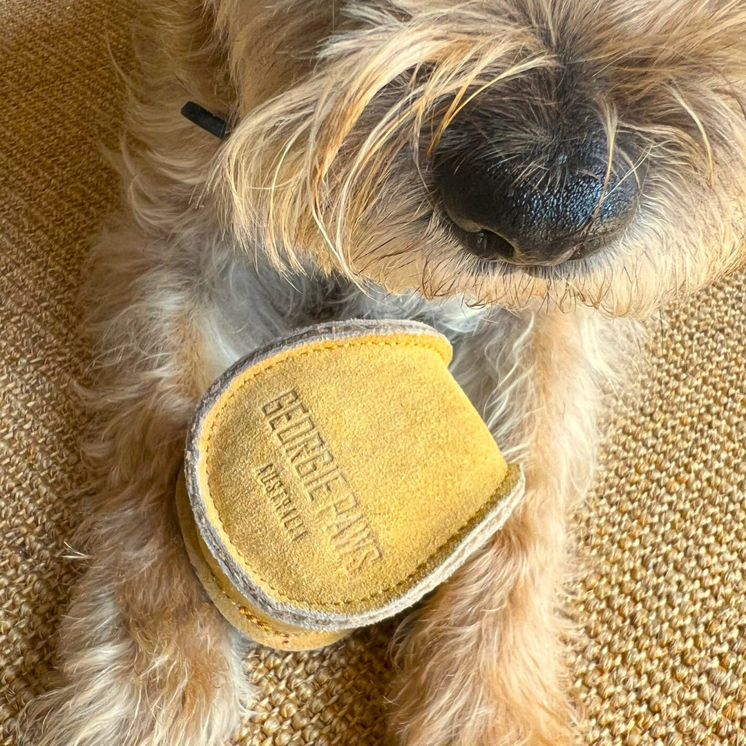 Ball - Gold - Georgie PawsBall - GoldtoyGeorgie Paws
