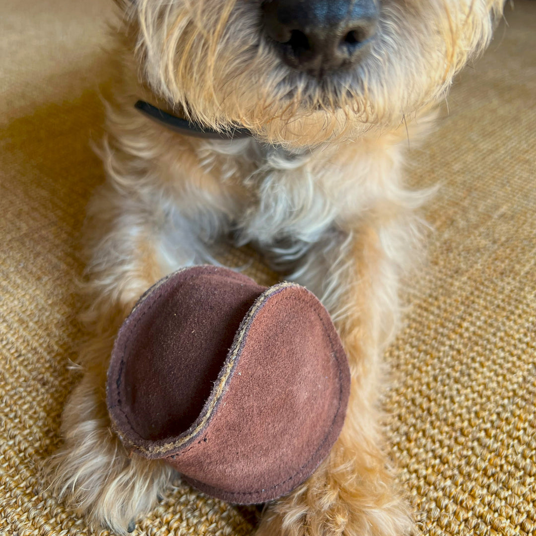 A small, scruffy dog with light brown fur holds the Georgie Paws Ball - Brown between its front paws on a tan textured carpet, its black nose and whiskers peeking out behind the eco-friendly toy.