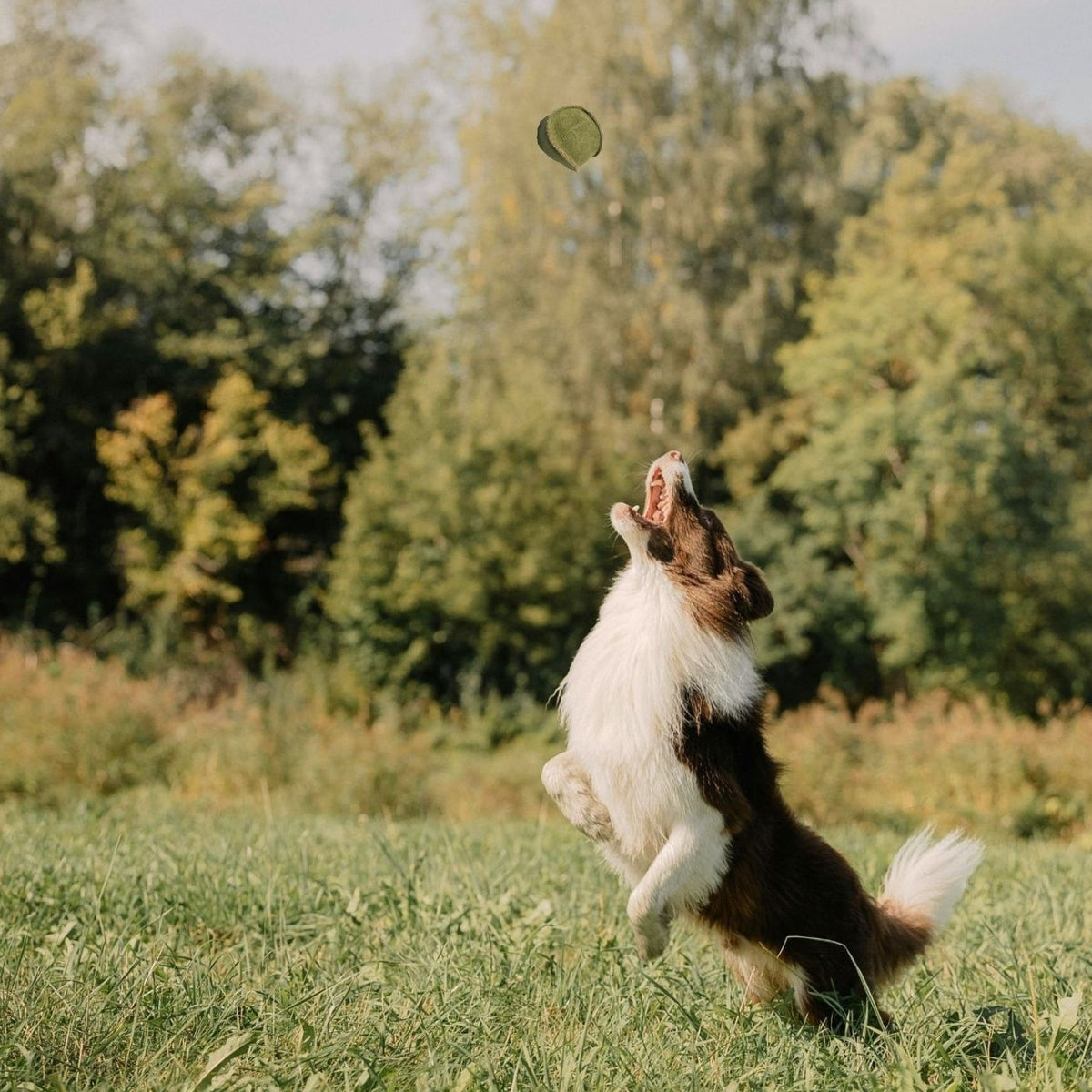 A brown and white dog leaps on its hind legs in a grassy field, mouth open, aiming to catch a green frisbee mid-air. Tall trees with green foliage fill the background under a clear sky, creating a vibrant scene that highlights outdoor sustainable fun.
