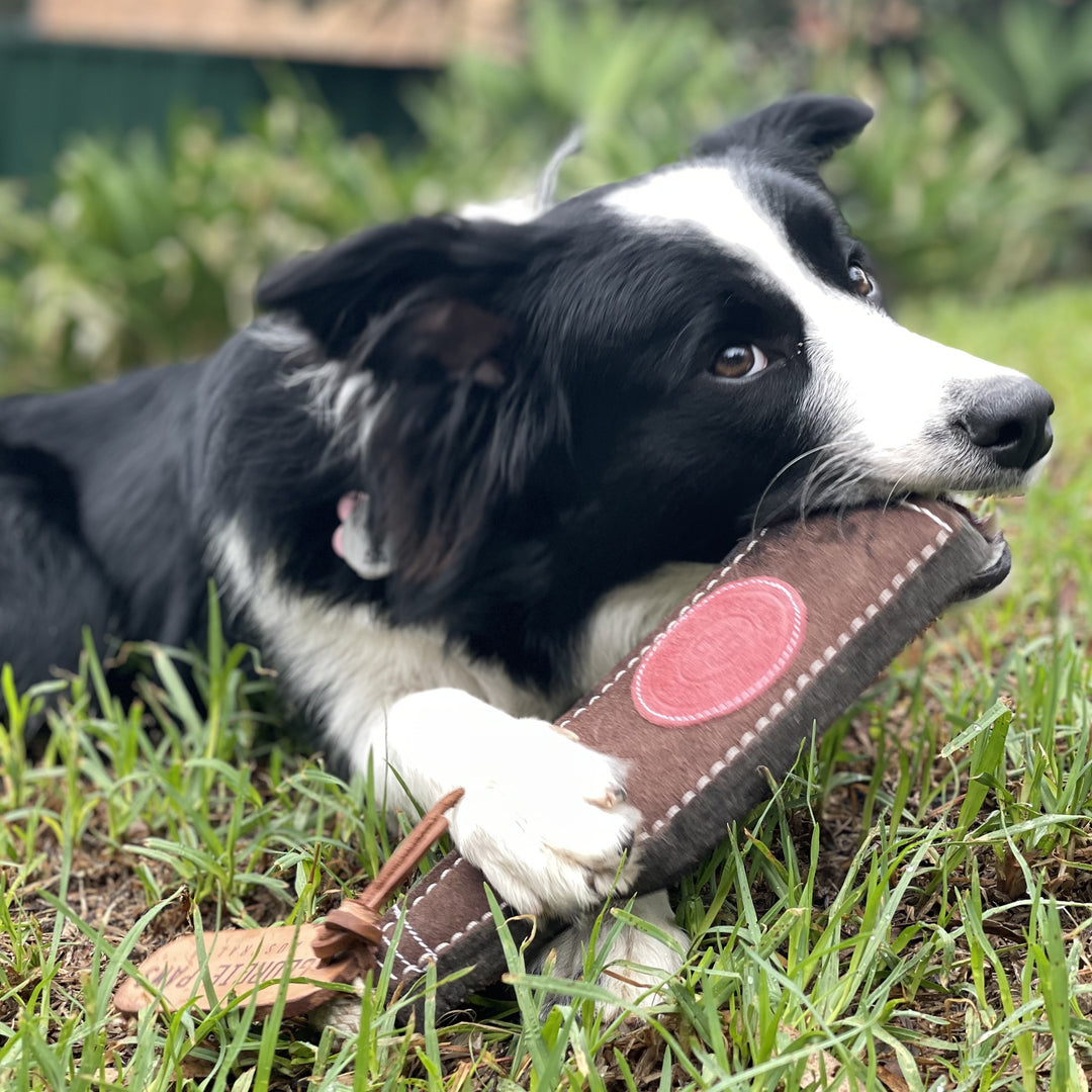 A black and white Border Collie lies on green grass, chewing the durable Bevvy Dog Toy by Georgie Paws. Featuring sturdy stitching and a pink patch, this eco-friendly toy stands out as the playful pup enjoys its bite against the greenery.