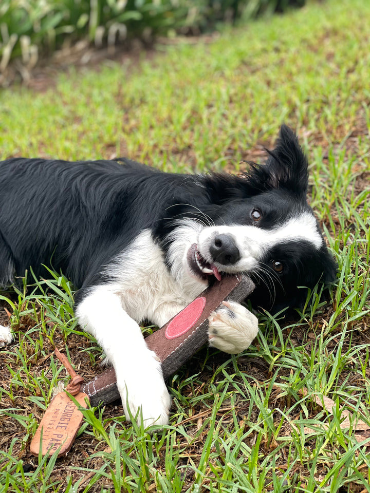 A black and white Border Collie lies on green grass, playfully chewing the Georgie Paws Bevvy Dog Toy. The dog's bright eyes and perked ears show its happiness as it securely holds the eco-friendly toy outdoors.
