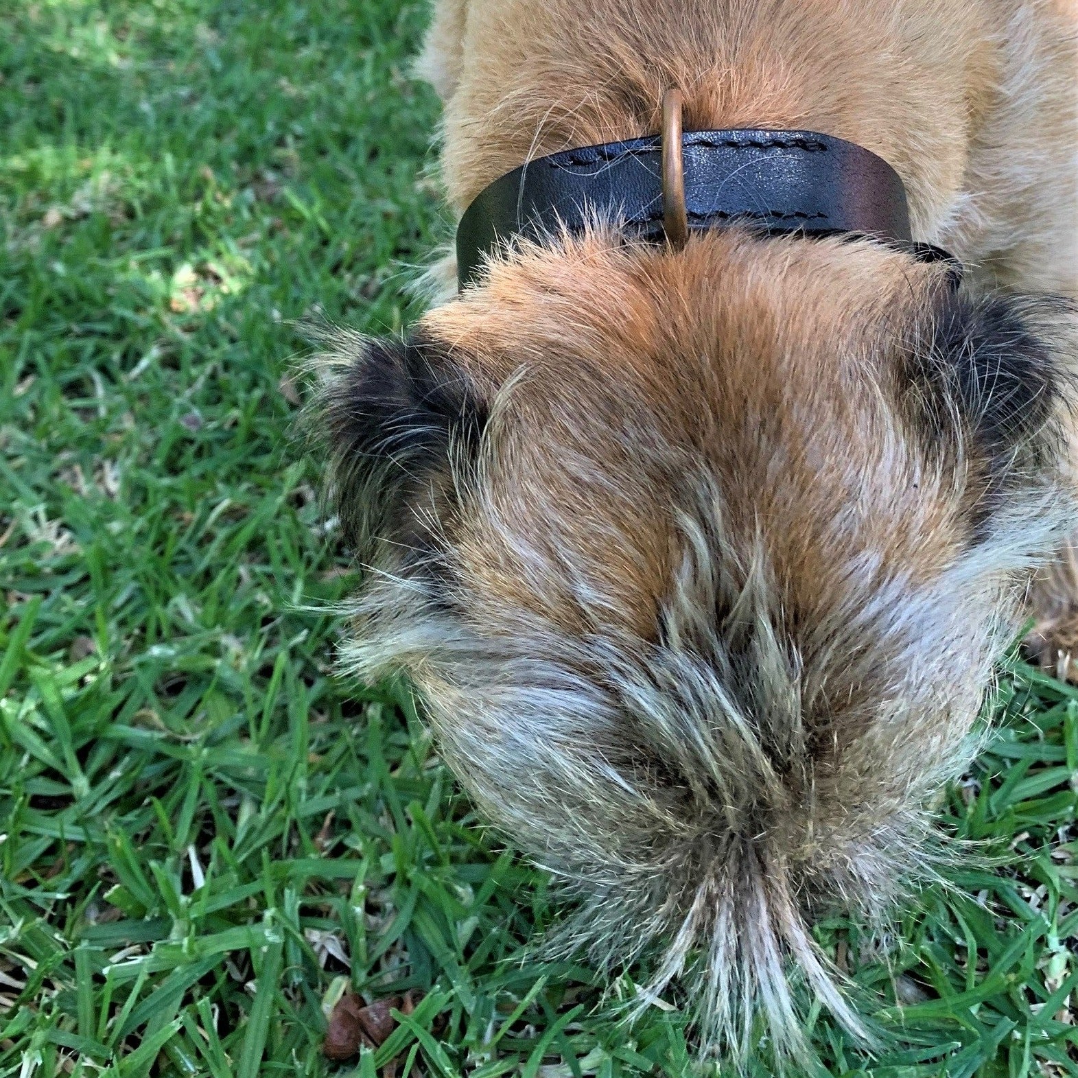 Close-up of the back of a small brown dog with a short, rough coat and gray-tipped ears, wearing a Bald Collar Black by Georgie Paws featuring antique brass hardware. The dog is sniffing the lush green grass with patches of sunlight filtering through, indicating an outdoor setting.