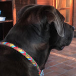 A pensive black dog gazes outwards, its profile silhouetted against a warm, reddish interior glow. The dog's Georgie Paws Tonto Collar - Lollypop adds a touch of vibr