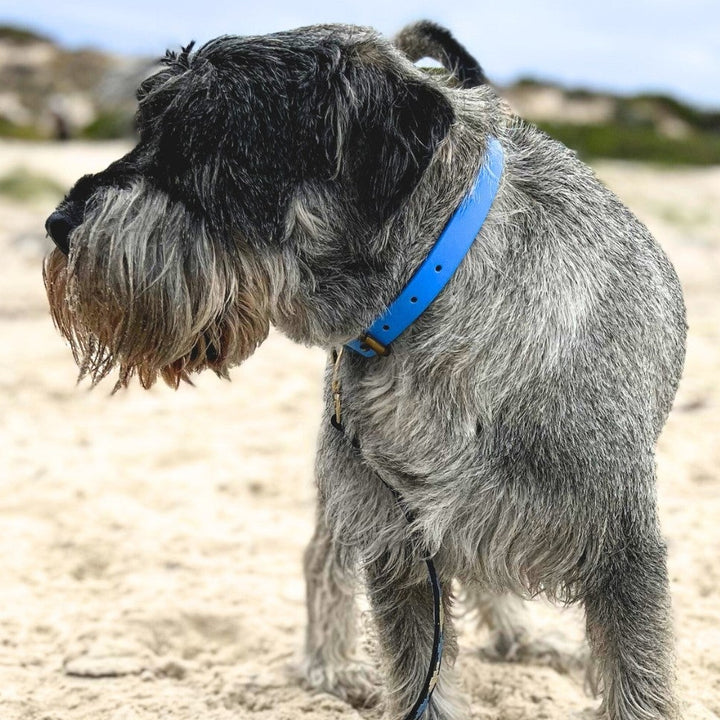 A gray Schnauzer with a wiry coat and bushy beard stands alert on a sandy beach with greenery under a cloudy sky, wearing the Georgie Paws Blue Dog Collar and facing left attentively.