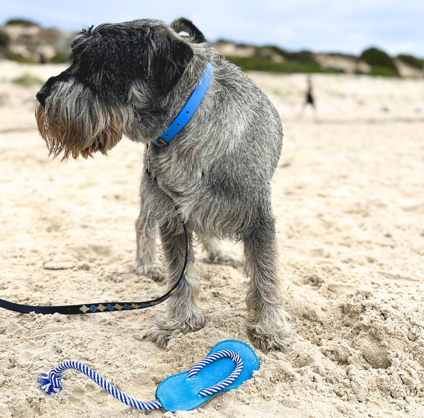 A schnauzer dog with a Georgie Paws hand-made Bald Collar Blue leather collar pauses on a sandy beach, gazing into the distance, with a blue and white rope toy at its feet and a leash trailing behind.