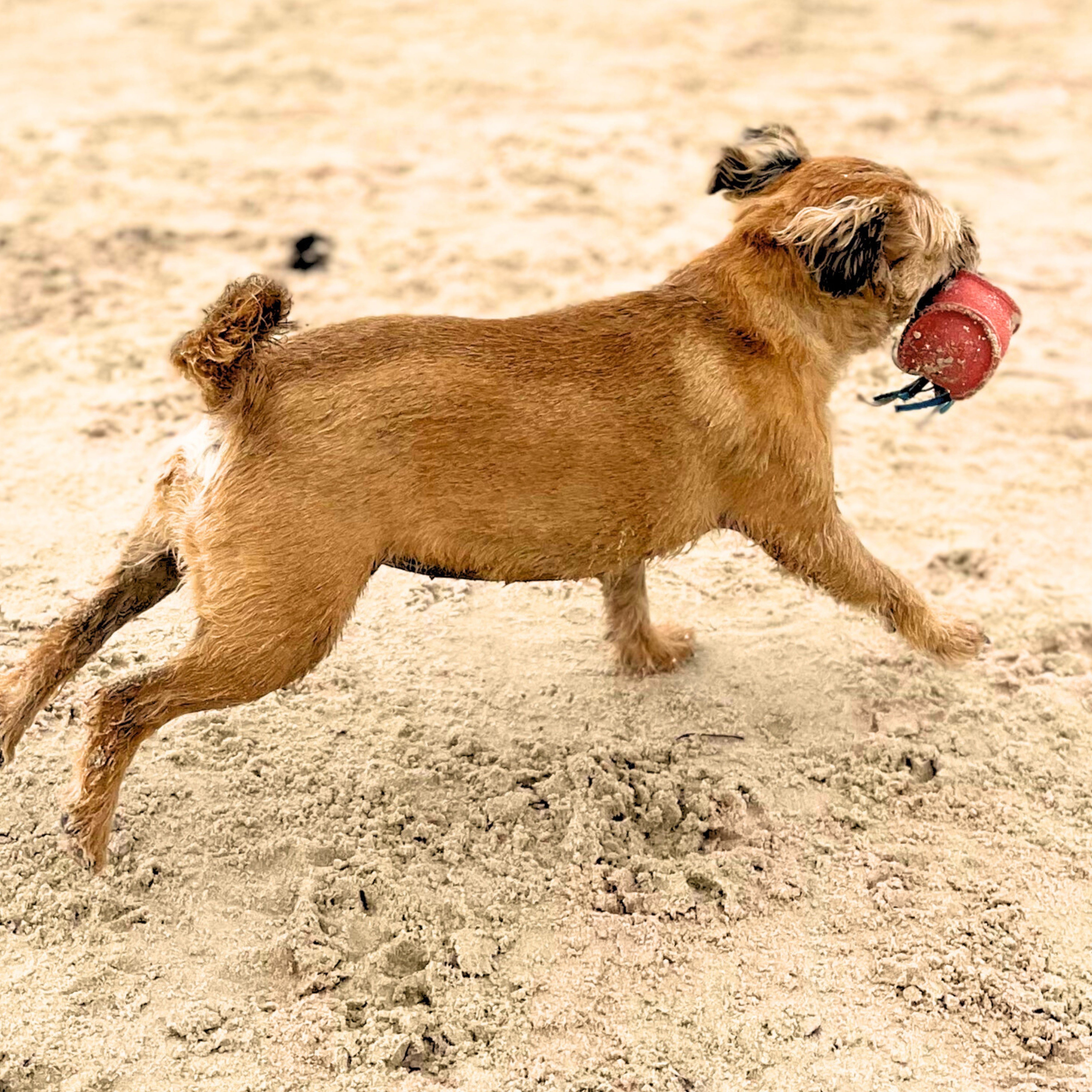 A joyful brown dog gleefully plays with a Georgie Paws Bobble Sea Urchin - pink, mid-leap on a sandy beach, exhibiting the carefree essence of a playful summer's day.