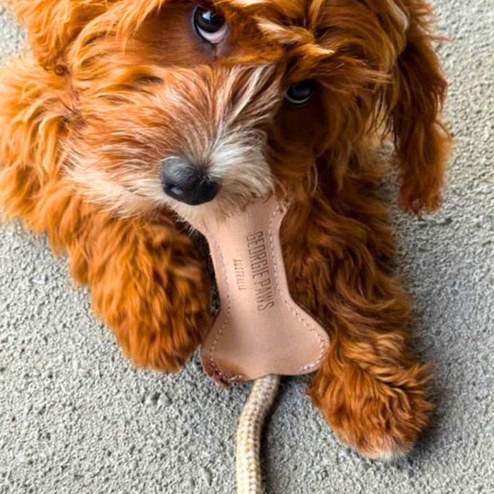A fluffy brown and white puppy with curly fur lies on a light carpet, holding the Georgie Paws Flora Bone Toy - Natural in its mouth, with its front paws next to the durable bone-shaped chew toy.