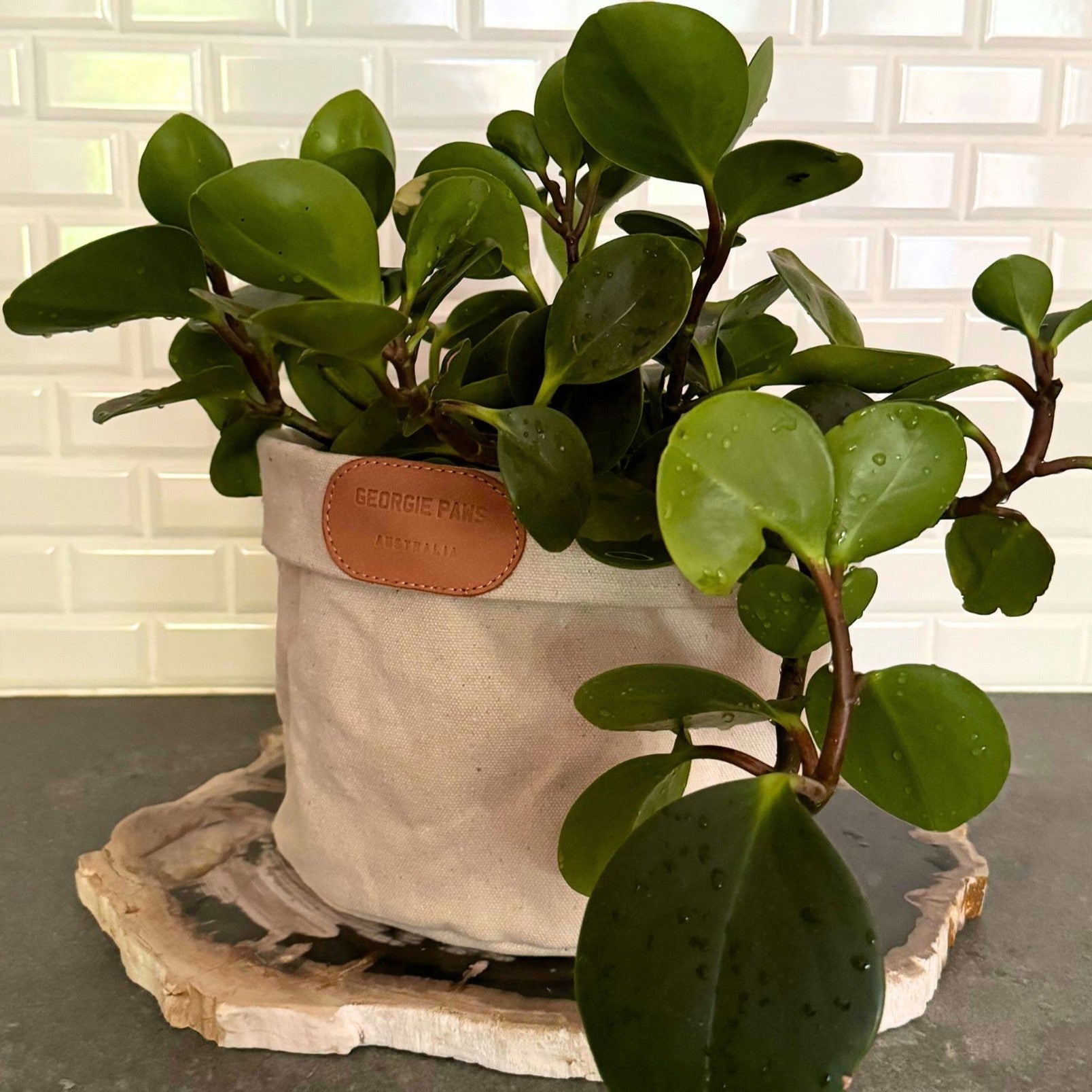 A vibrant green plant with rounded leaves is nestled in a beige fabric pot labeled "Georgie Paws," crafted from heavy cotton canvas. The pot rests on a decorative, irregularly-shaped stone tray in your craft corner against a white tiled backsplash, and water droplets on the leaves indicate recent watering.