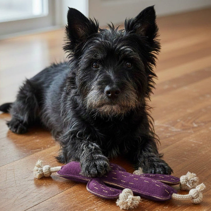 Cactus - Dog Toy - Georgie PawsCactus - Dog ToytoyGeorgie Paws
