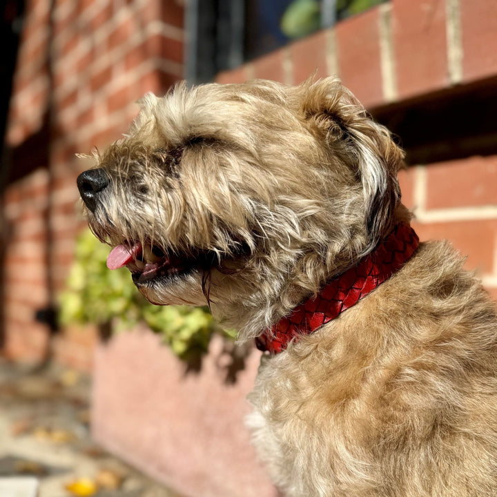 Casey Collar - Red - Georgie PawsCasey Collar - RedCollarGeorgie Paws