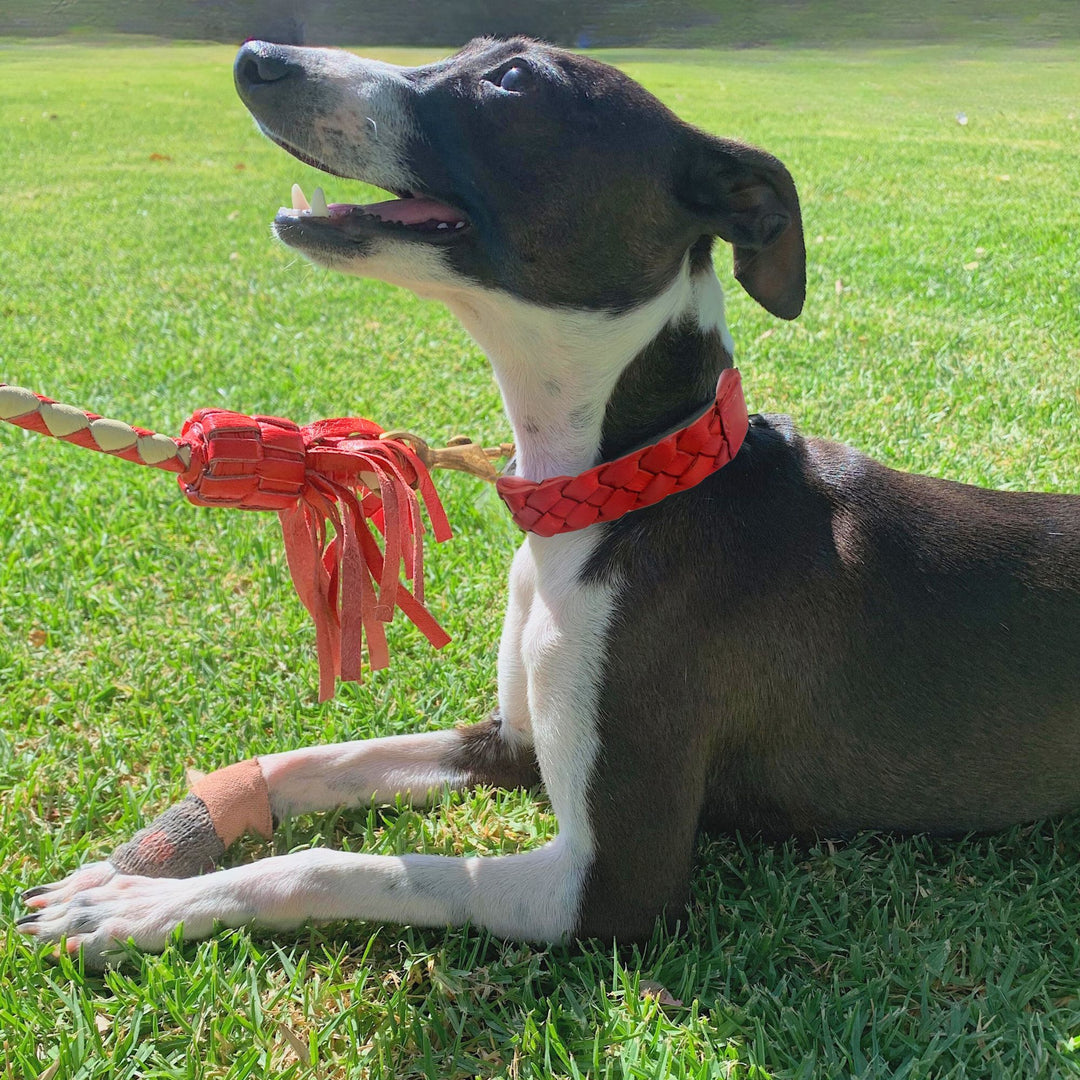 A small black and white dog wearing the Georgie Paws Casey Collar - Red made from veg-tanned buffalo leather lies on bright green grass, looking up with its mouth open as the collar's brass hardware shines in the sunlight.