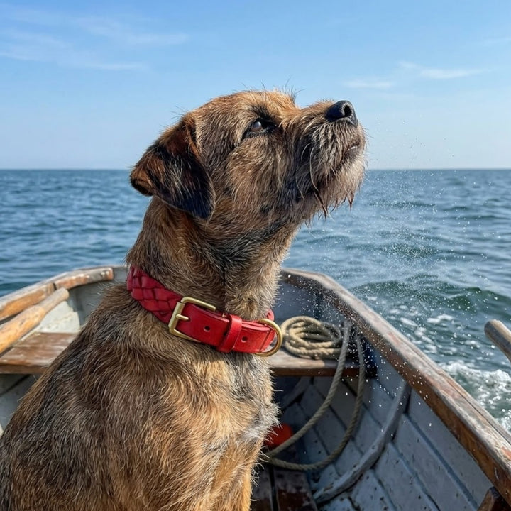 A brown, scruffy dog wearing a Georgie Paws Casey Collar - Red sits in a small wooden boat on open water, shaking its head and sending water droplets flying. The collar’s brass hardware glints while a coiled rope lies nearby.