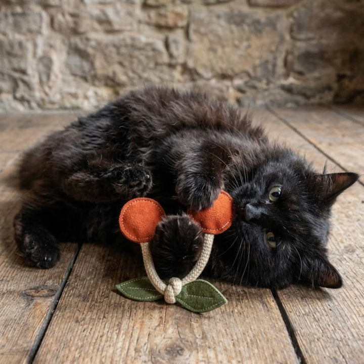 A fluffy black cat lounges on a rustic wood floor, playfully holding the Georgie Paws Cherry Pup Toy (also for Cats). A textured stone wall in the background enhances the cozy, rustic vibe.