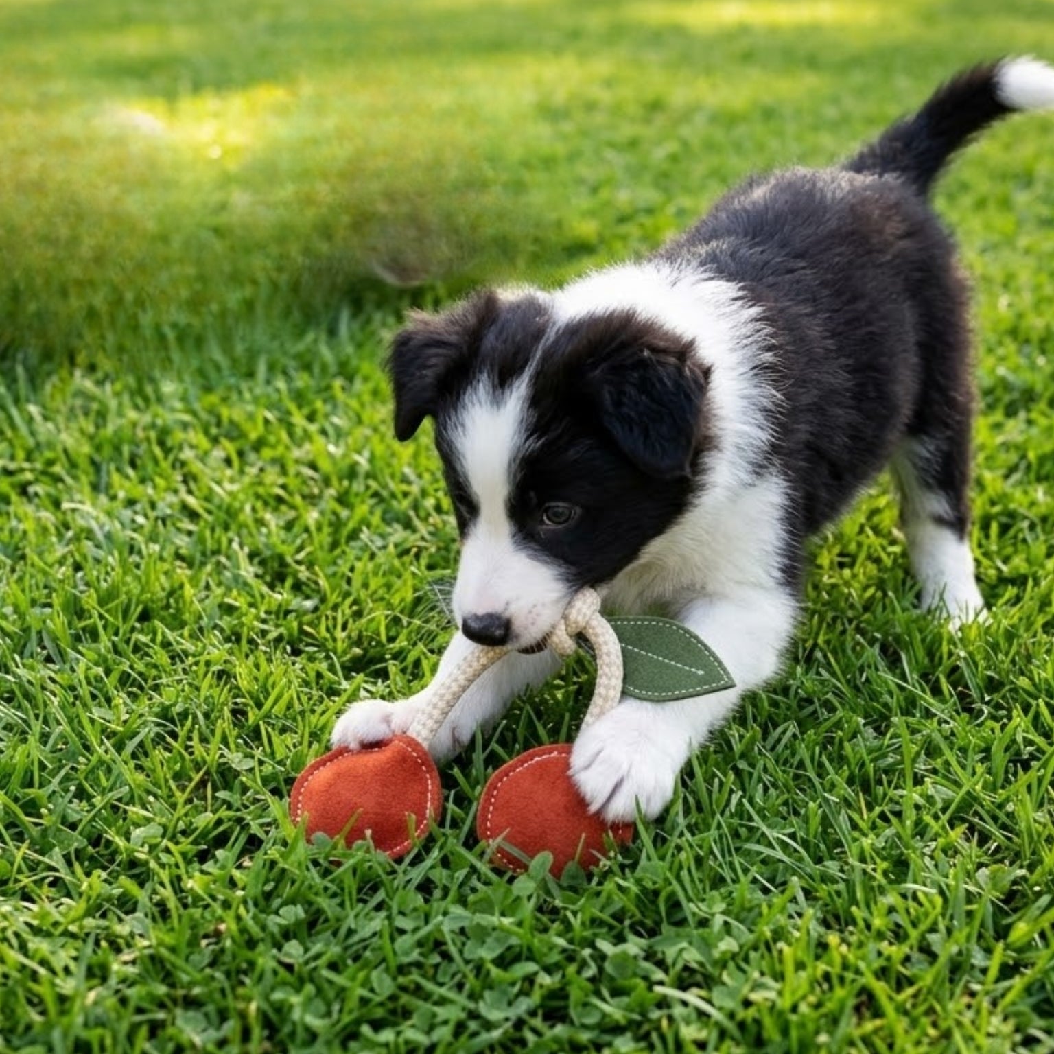 A second view of the Cherry Pup Toy by Georgie Paws, a small red cherry-shaped dog and cat toy.