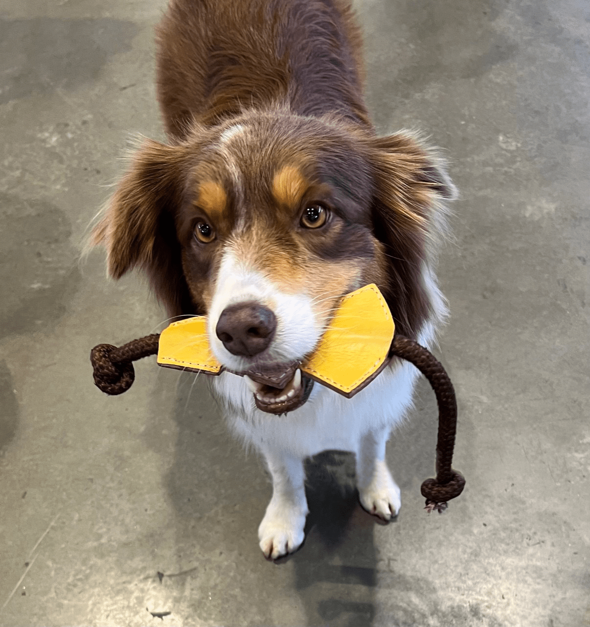 Christmas Chew Toy - Wheat - Georgie PawsChristmas Chew Toy - WheattoyGeorgie Paws