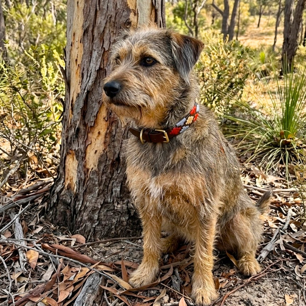 A small, scruffy brown dog wearing a red patterned collar sits on leaf litter beside a tree in sunlit bushland, with the Georgie Paws Polo Lead - Claude leash resting nearby among green and brown vegetation and tall trees.