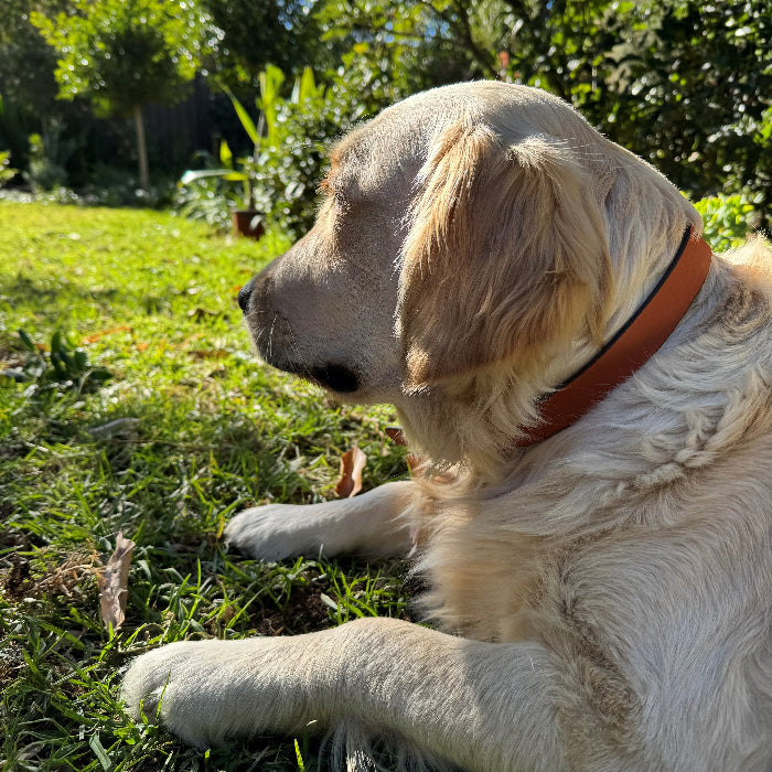 A dog wearing the Georgie Paws Cooper Dog Collar in Ochre, orange buffalo leather with brass buckle