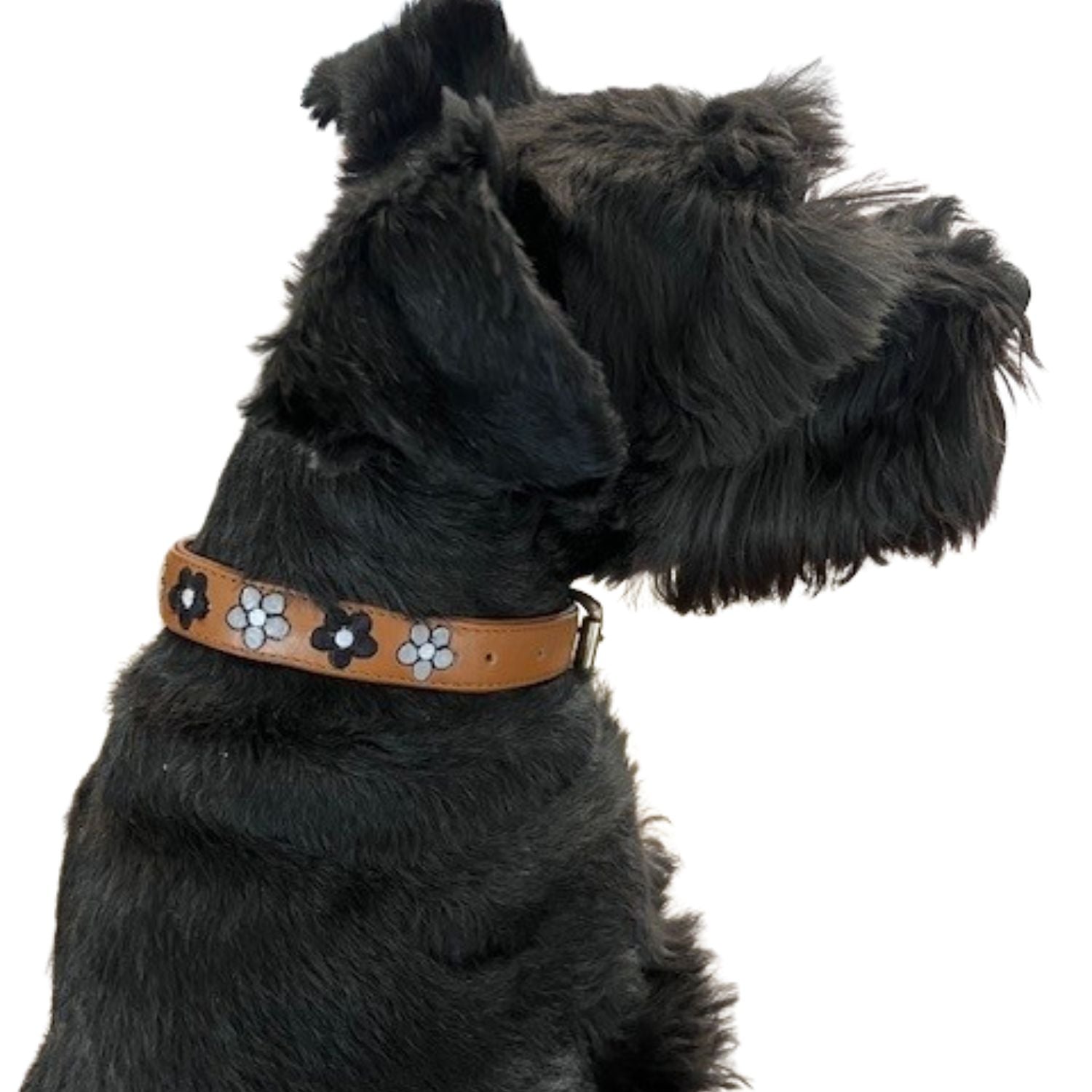 A black dog with cropped ears and a neat coat is shown in profile facing right, wearing the Georgie Paws "David" collar, which is tan leather adorned with white and black stitched daisies. The background is plain white.