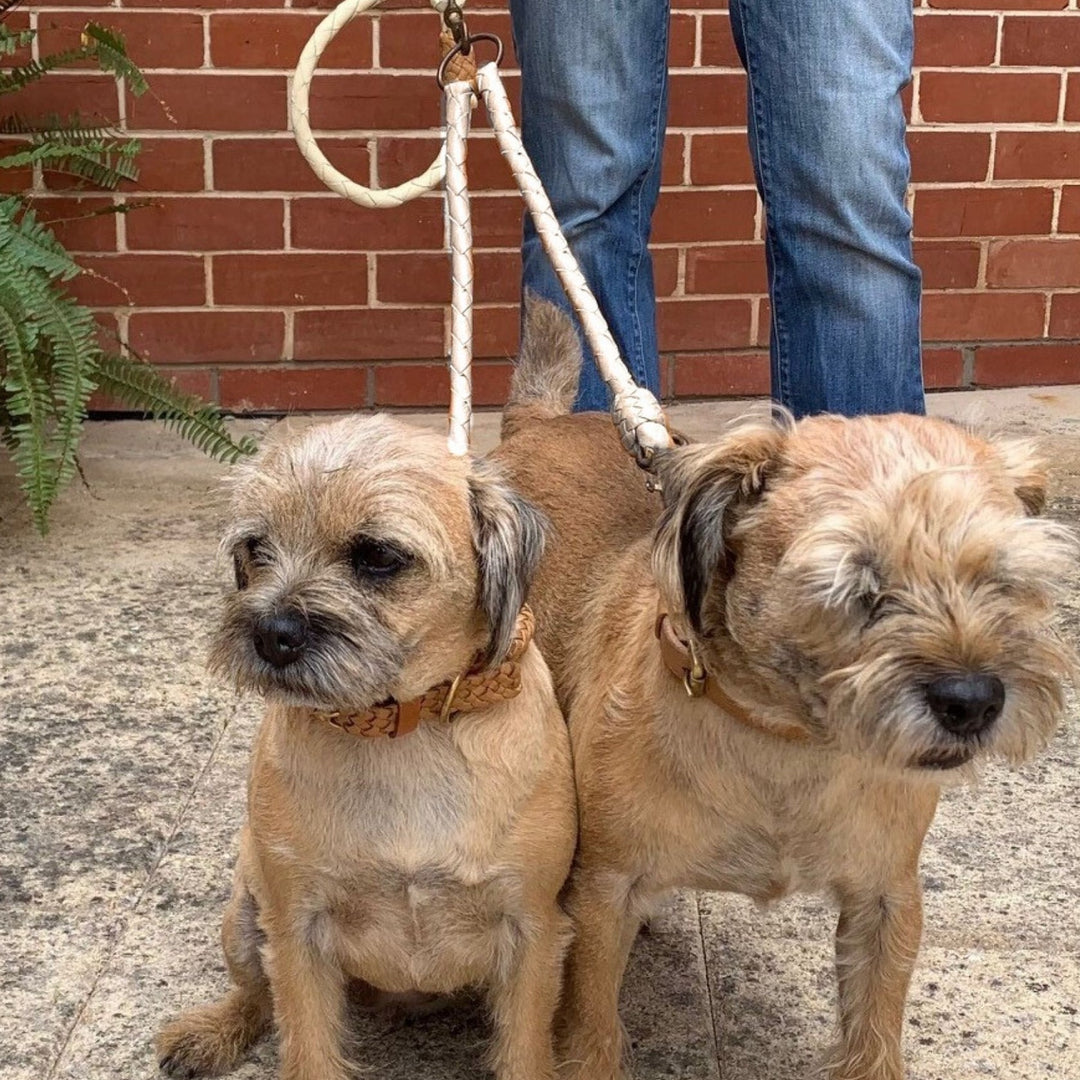 Two small tan dogs with short fur sit side by side on stone pavement, connected by the Georgie Paws Double Trouble lead attachment in Chalk. Their handler stands behind them, with a brick wall and green fern in the background.