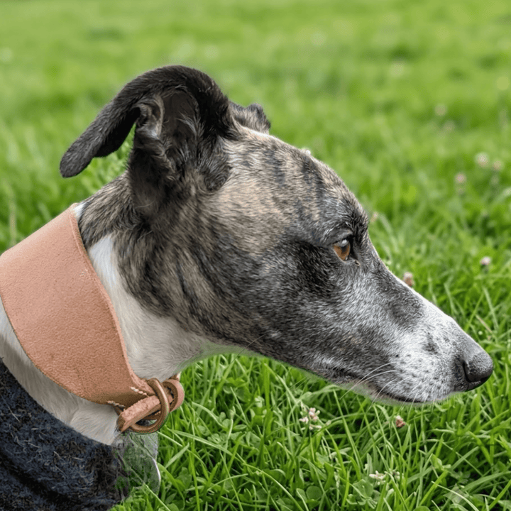 Duke Collar - Raw - Georgie PawsDuke Collar - RawCollarGeorgie Paws