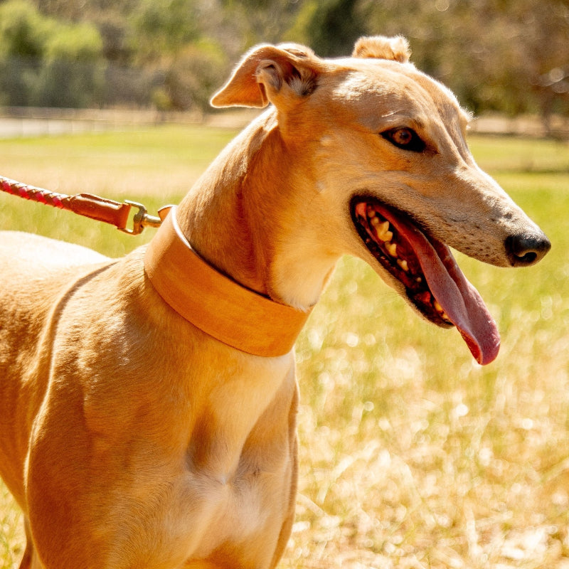 Martingale collar in natural veg tanned leather on a tan greyhound