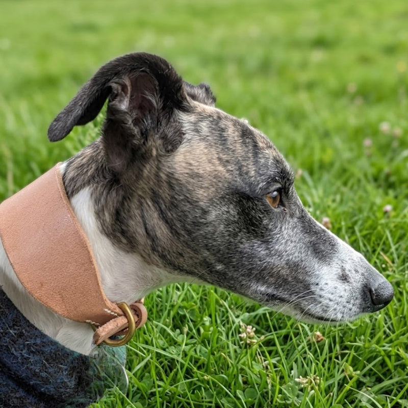 Wide veg-tanned natural leather martingale dog collar, designed for sighthounds and long-necked dogs.