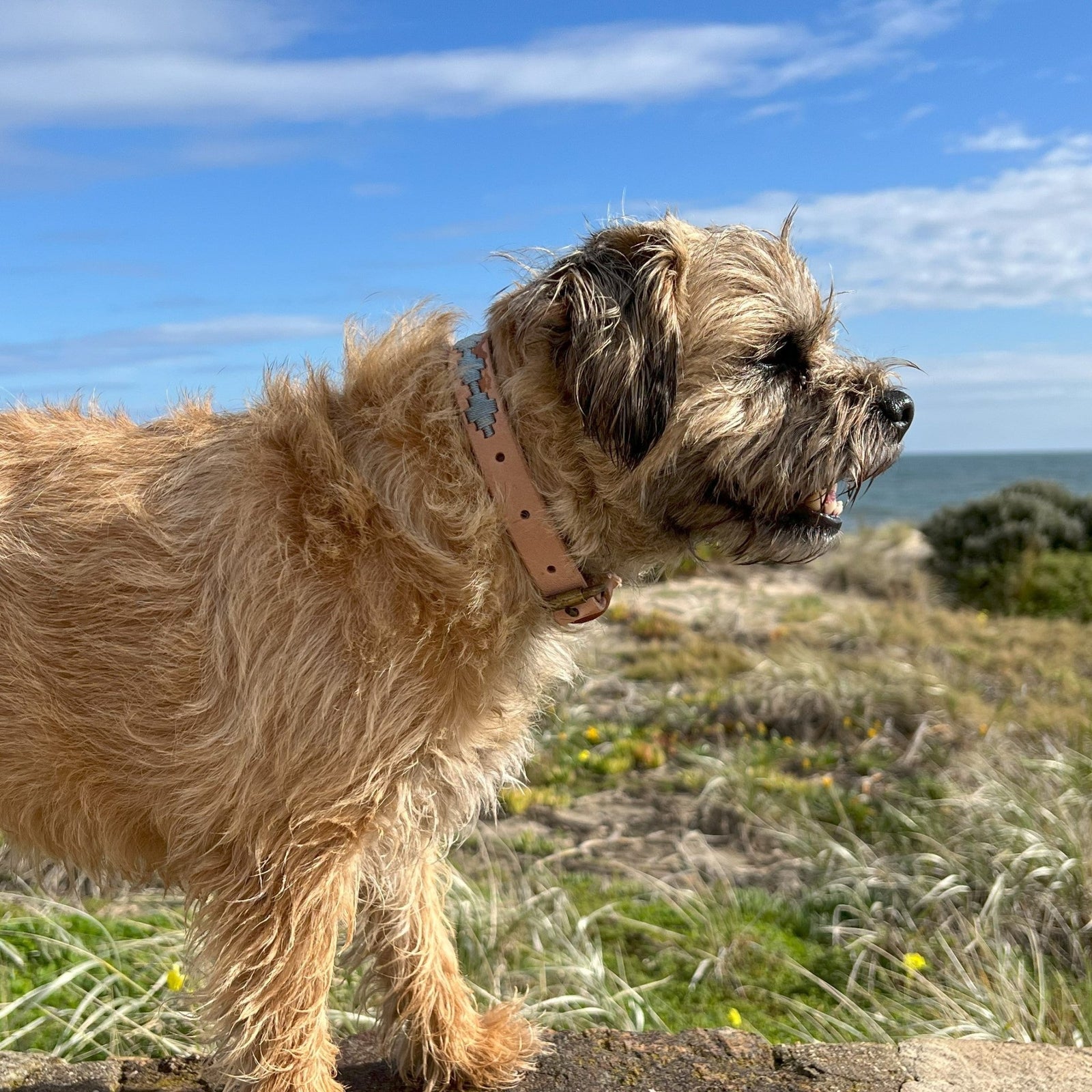 A scruffy, light brown dog stands outdoors on a sunny day, wearing the Georgie Paws Ethel Collar in Chambray, which is crafted from vegetable tanned buffalo leather. Behind the dog, grassy dunes and wildflowers stretch toward the horizon, with the blue sea and sky visible in the background.