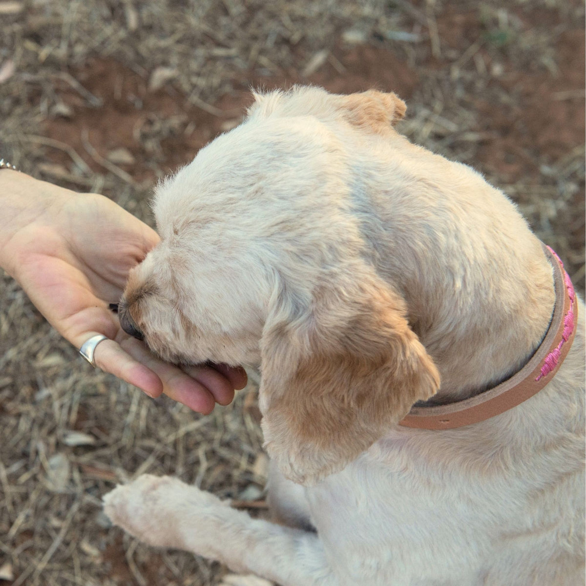 Ethel Dog Collar in Carnation by Georgie Paws, tan buffalo leather with cream zigzag stitching and brass buckle